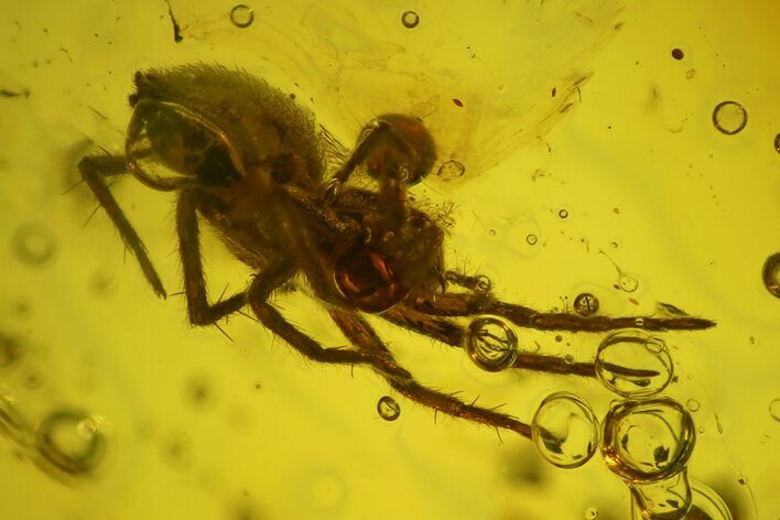 Fossil Spider (Araneae) & Fly (Chironomidae) In Baltic Amber #197701